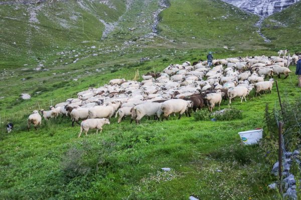Herd Management CH © CH WOLF -15074.JPG