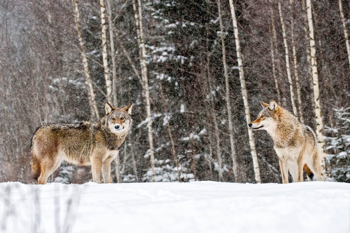2 Grauwîlfe im Schneec Wild Wonders of Europe_Sergey Gorshkov_WWF.jpg