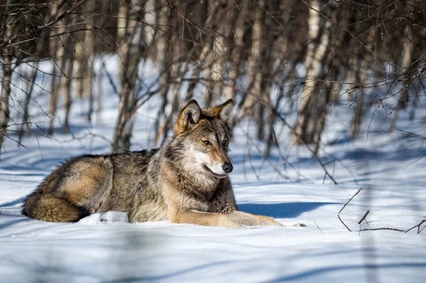 Grauwolf liegt im Schnee c Wild Wonders of Europe_Sergey Gorshkov_WWF.jpg