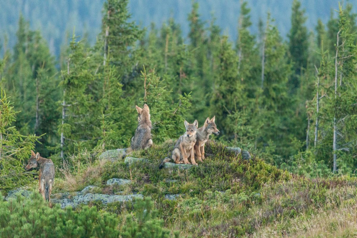 Wolf Slovakia 0003.dng