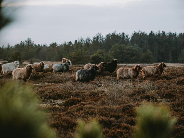 a herd of sheep standing on top of a grass covered field. Photo by Paulina Herpel