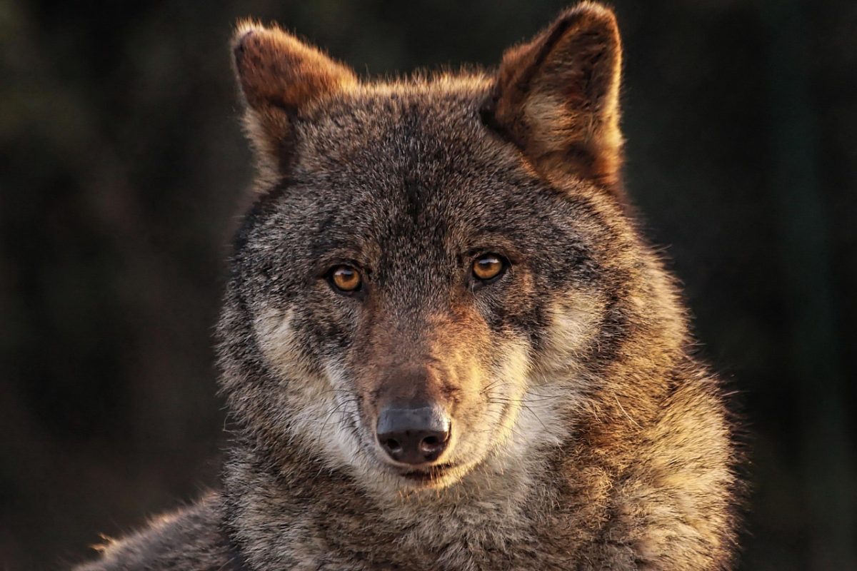 SteiermarkWolf